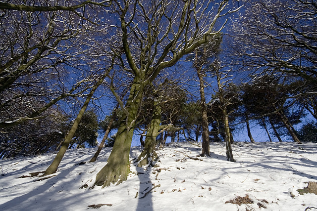 Looking up at the snowy beeches