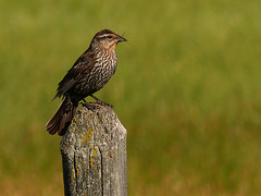 Red-winged Blackbird female with bokeh