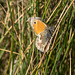 Small Heath Butterfly