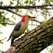 Red-bellied Woodpecker, female