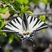 Segelfalter: einer der schönsten Tagfalter - Scarce swallowtail: one of the most beautiful butterflies