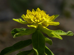 Ornamental Spurge / Euphorbia polychroma (Cushion Spurge)