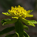 Ornamental Spurge / Euphorbia polychroma (Cushion Spurge)