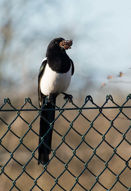 Magpie with nesting material