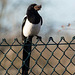Magpie with nesting material
