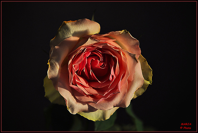 ~Brocante Rose in her last days~