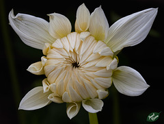 Pictures for Pam, Day 16: Creamy White Dahlia