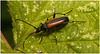 EF7A3715 Beetle
