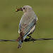 Beautiful wings of a female Mountain Bluebird