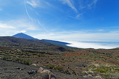 Nebelmeer und Teide - P.i.P. (© Buelipix)