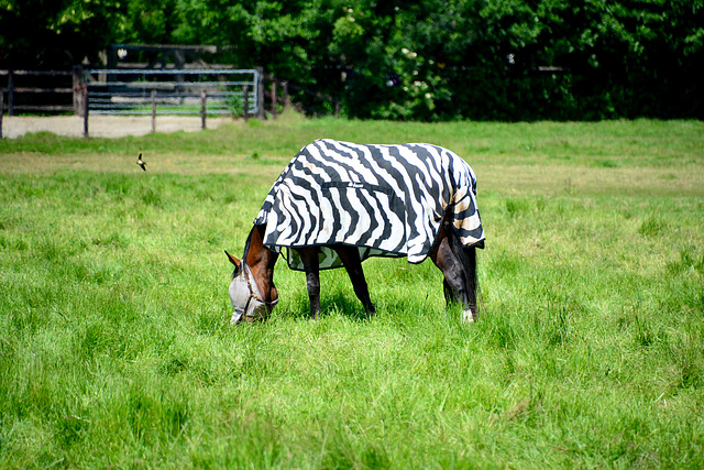 Horse identifying as a zebra