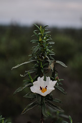 Cistus ladanifer, Penedos, the first one of the season or the last one of the year?