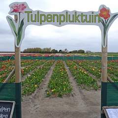 Nederland - Julianadorp, Tulpen Pluktuin