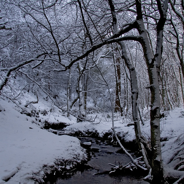 Snowy Limb Brook 2