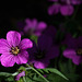 218/366: Purple Beauty