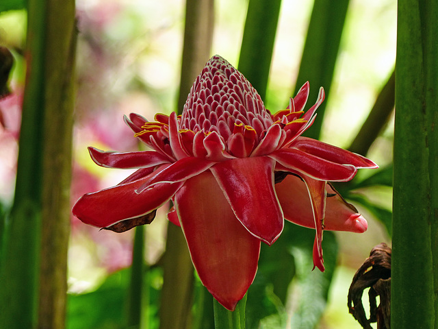 Torch Ginger, deep in the shadows