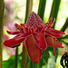 Torch Ginger, deep in the shadows
