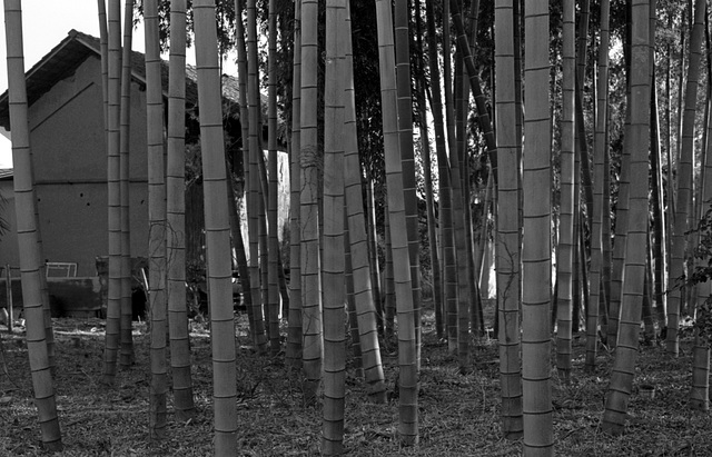 Bamboo in the back yard