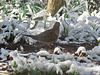 Mourning dove in snow