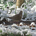Mourning dove in snow