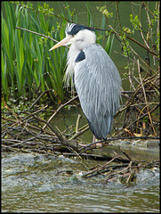 heron by the stream