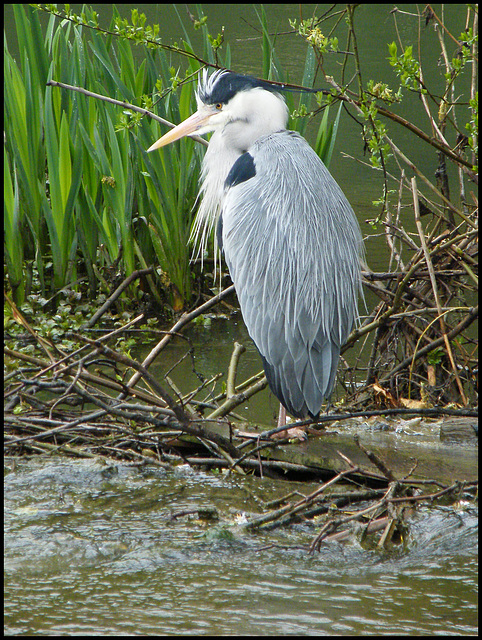 heron by the stream