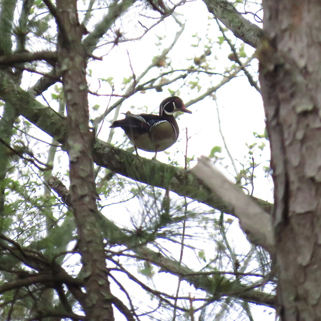 Male wood duck in a tree