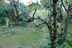 cognassier (quince tree)