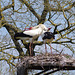 cigognes blanches - parc des oiseaux Villars les Dombes