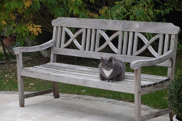 Chat gris sur un banc gris par un matin gris