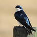 Tree Swallow male / Tachycineta bicolor