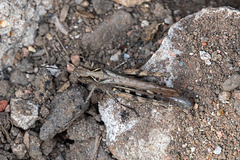 Grasshopper-DSZ7362