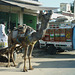 Camel and Cart