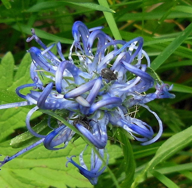 Raiponce orbiculaire (Phyteuma orbiculare) Raiponce orbiculaire (Phyteuma orbiculare)