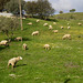 Sheep grazing on roadside field.