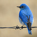 Mountain Bluebird male / Sialia currucoides
