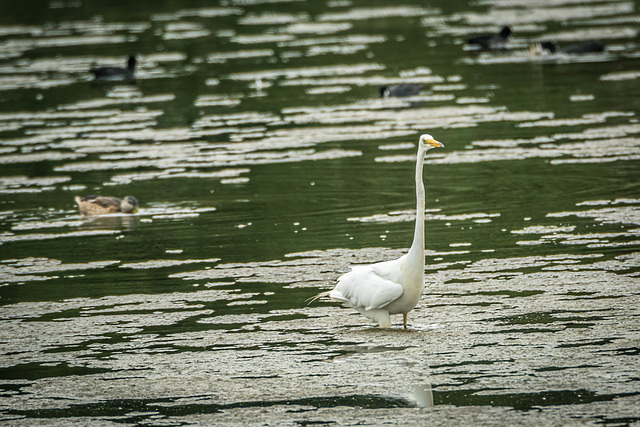 Wading Great White Egret