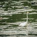 Wading Great White Egret