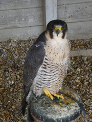 Peregrine x Lanner Hybrid Falcon