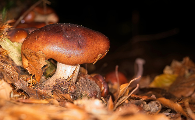 Auch diesen Pilzen gehört der Waldboden :))  These mushrooms also belong to the forest floor :))  Ces champignons appartiennent aussi au sol de la forêt :))