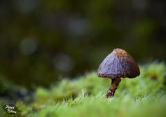 72/366: Lovely Little Mushroom