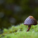72/366: Lovely Little Mushroom