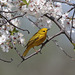 yellow warbler / paruline jaune