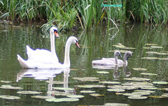 Mute Swans (Cygnus olor) with two Cygnets J29-12