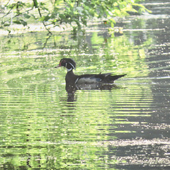 Wood duck (M) on my pond