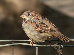 "Just" a little House Sparrow