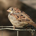 "Just" a little House Sparrow