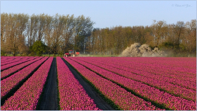 Tulips in the Flevopolder, Netherlands (=PiP)