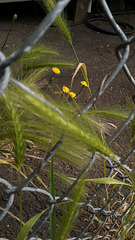 dandelion fence