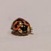 Harlequin Ladybird-DSZ8766